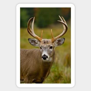 White-tailed Deer Sticker